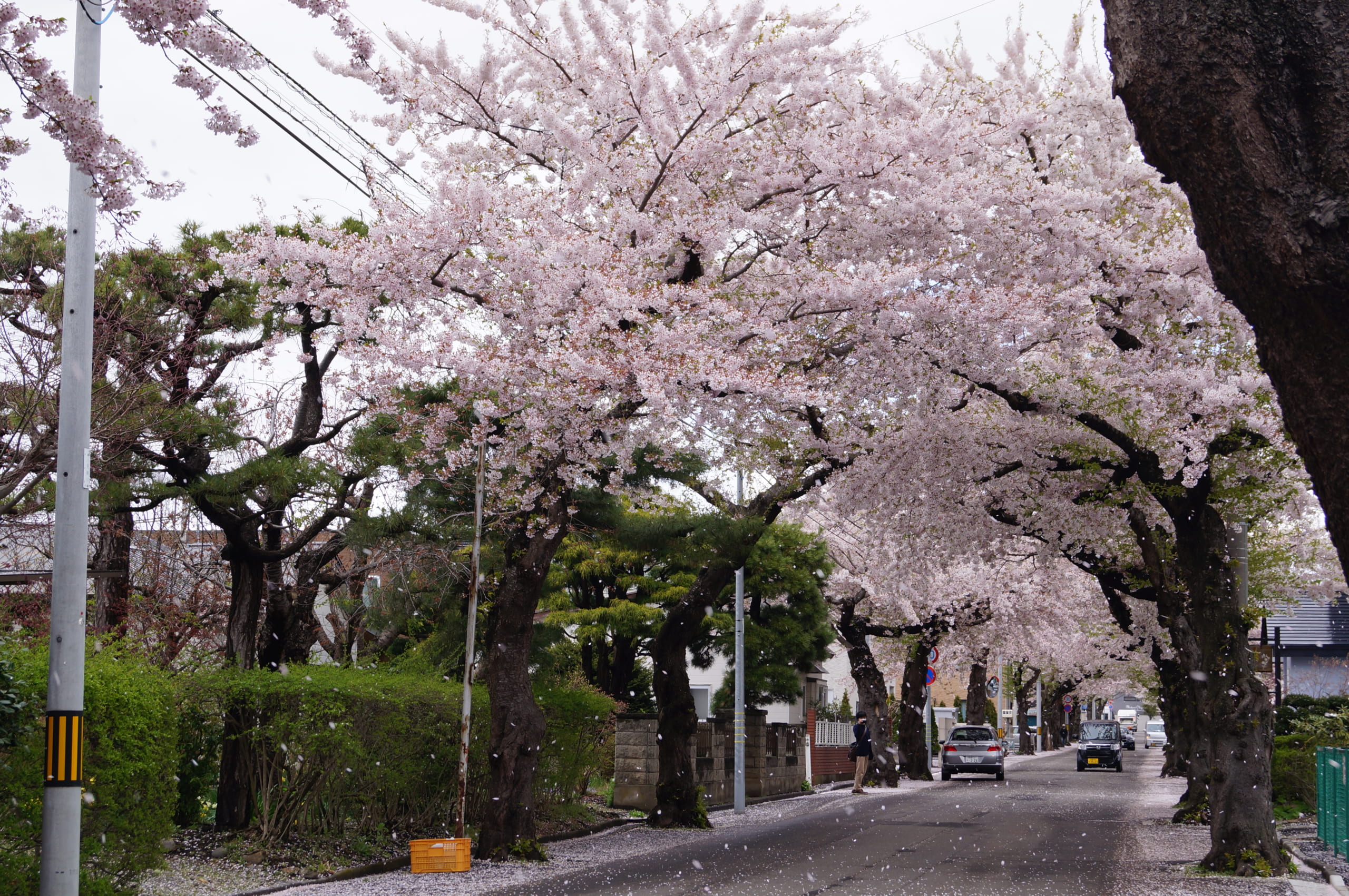 全園児で桜が丘通りを散歩しました