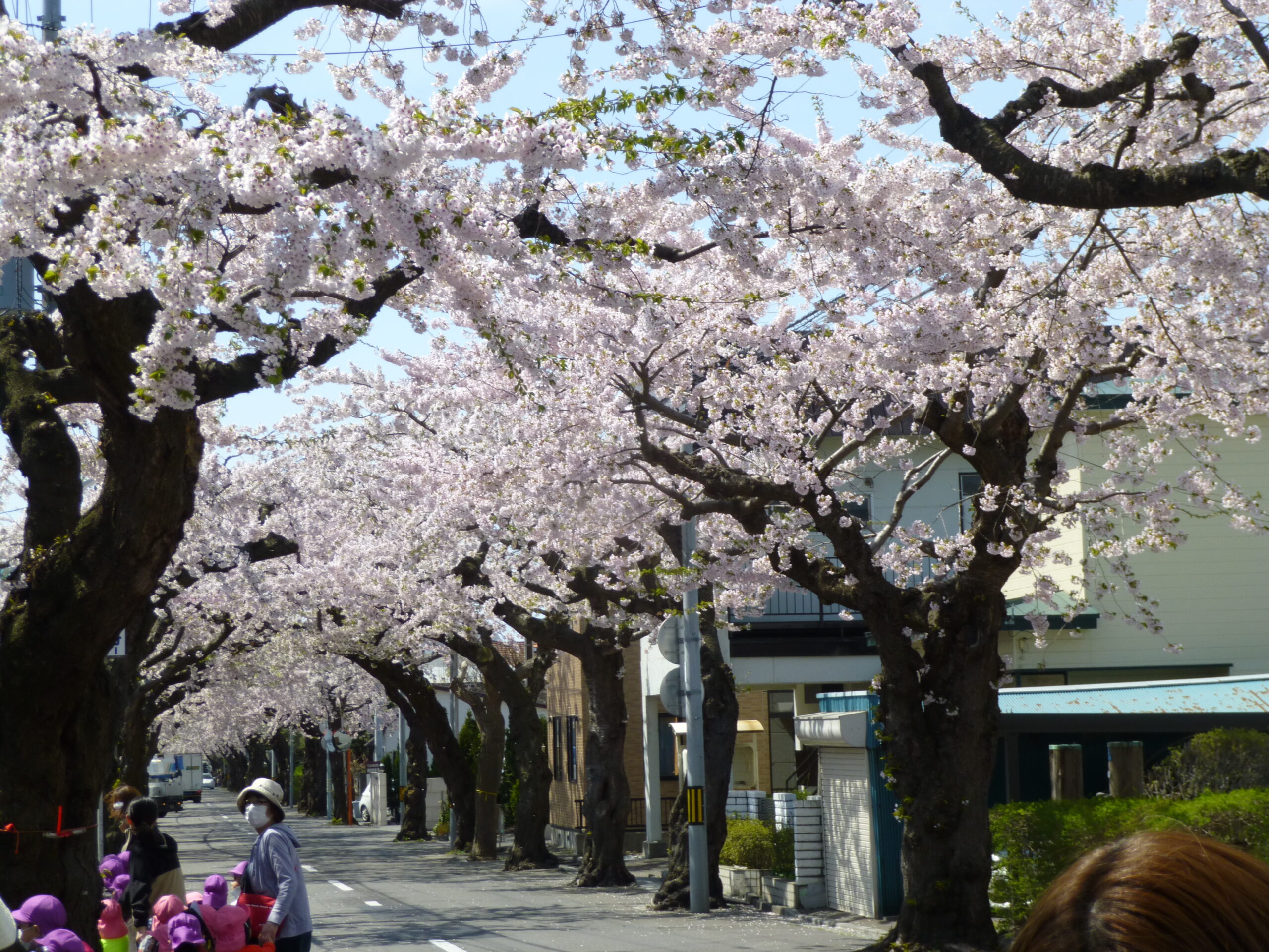 よい天気でした　恒例の桜ヶ丘通り散歩
