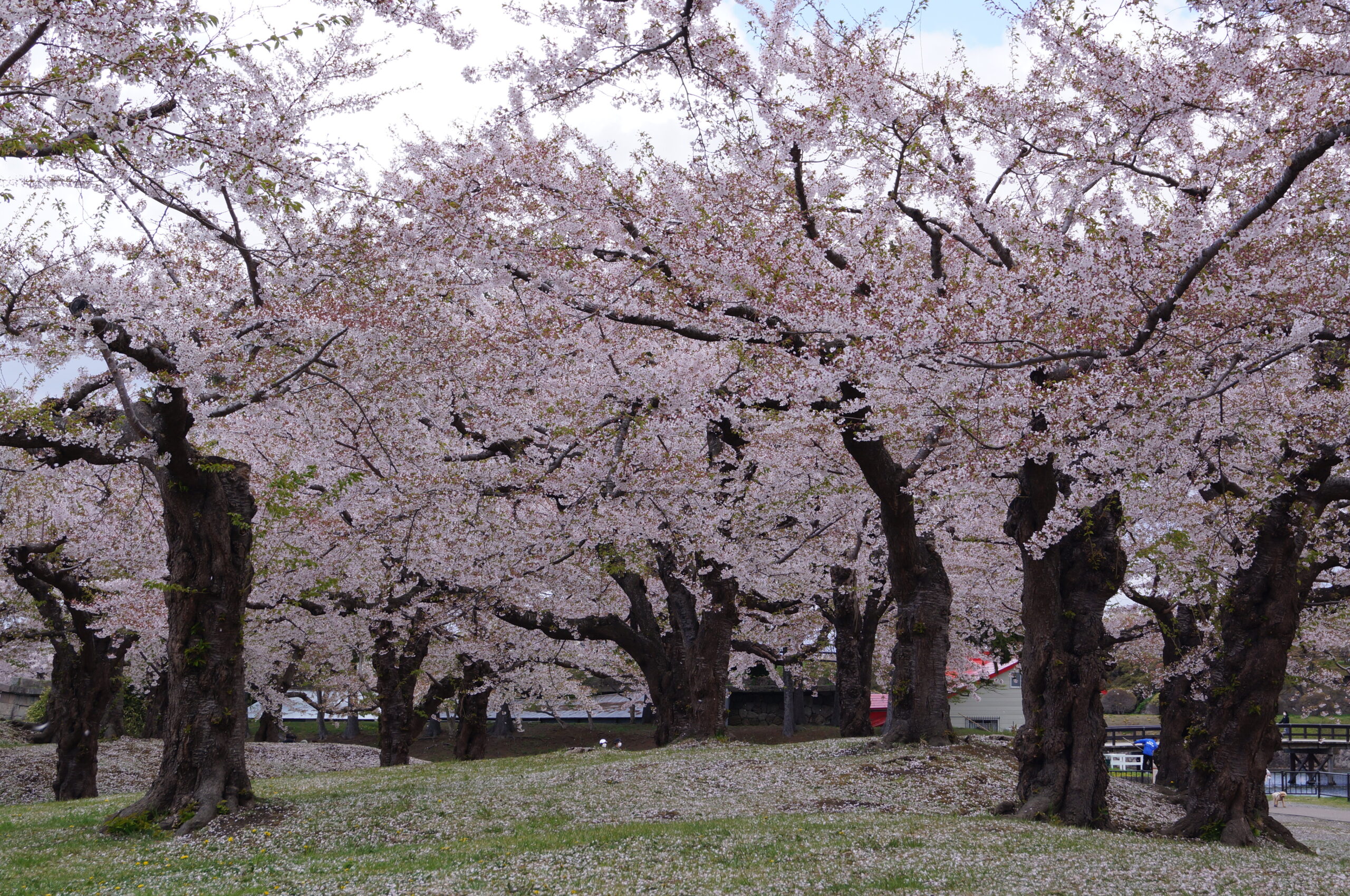 桜が散り始めた五稜郭公園へ　　全園児