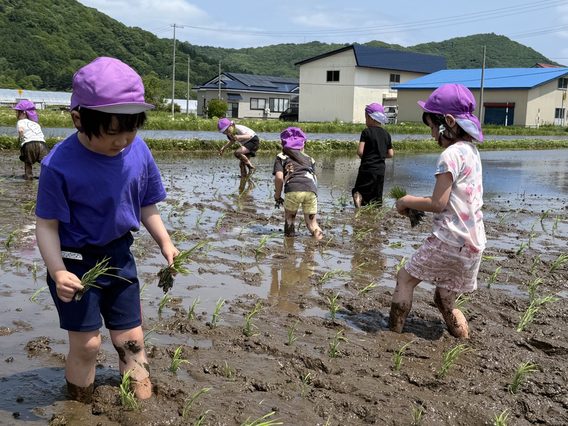 年長児が田植えを体験しました！